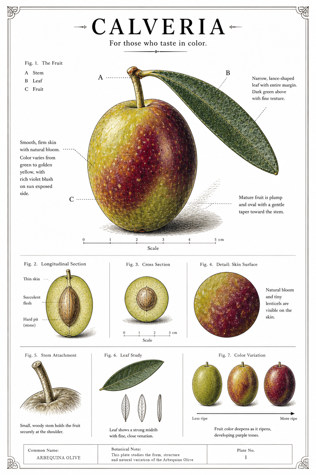 Arbequina variety reference graphic for Calveria